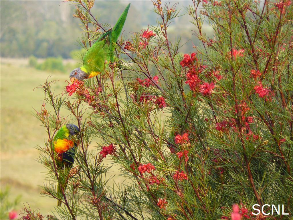 Sunshine Coast Native Landscapes